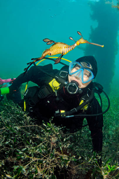 istock Scuba Diving in Port Phillip Bay 1127962878