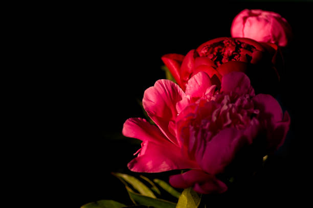 istock red peony bouquet, three pieces, on a black background 1127964316