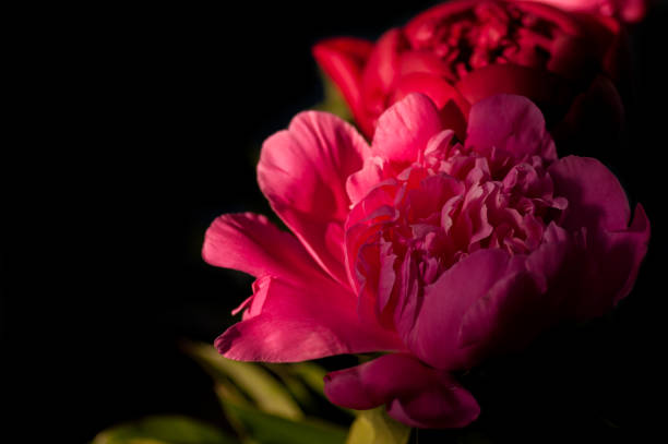 istock red peony bouquet, three pieces, on a black background 1127964331