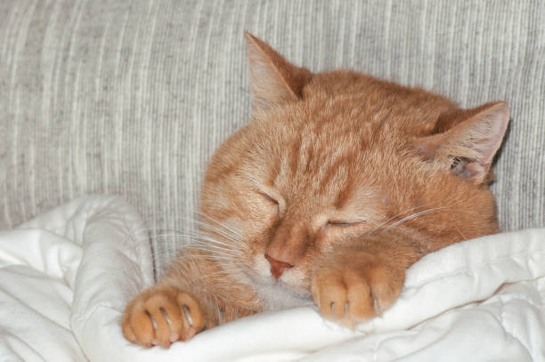 istock red cat sleeping under a blanket in bed in the morning 1127964392