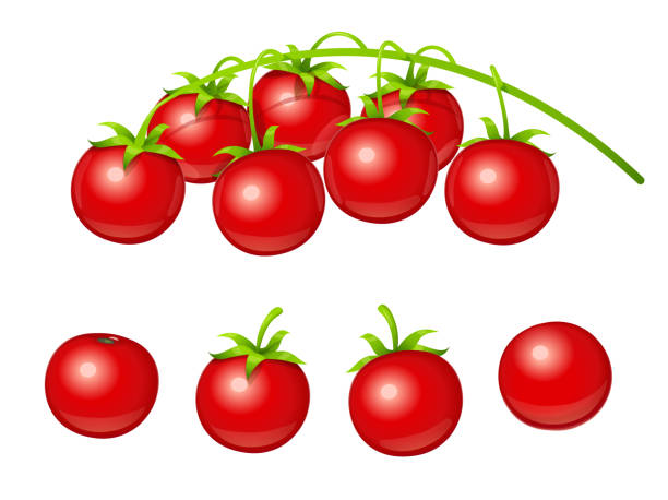 illustrazioni stock, clip art, cartoni animati e icone di tendenza di ciliegia di pomodoro. set di verdure fresche al ramo. illustrazione vettoriale. - cherry tomato