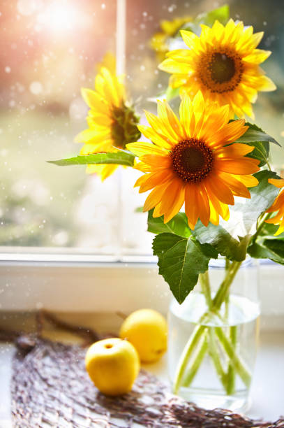 Bouquet sunflowers on sunny window Summery still life with apple windowsill.