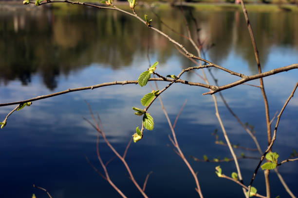 istock Nature during Springtime - Beautiful Green Leaves with some Calm Water with Beautiful Reflections in the Background 1127968929