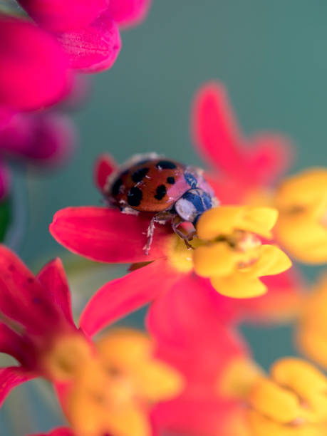 istock Magnificent ladybird, ladybird beetle. 1127969603