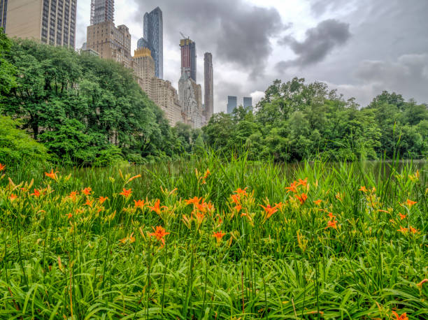 istock Central Park, New York City in spring 1127969676