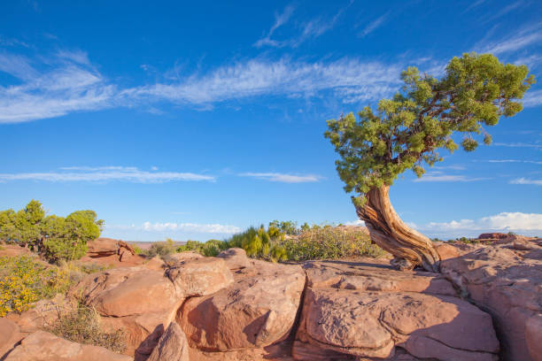 istock Canyonlands National Park 1127969699