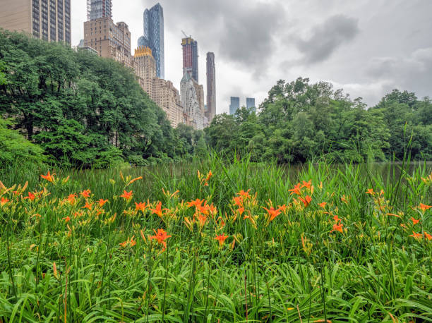 istock Central Park, New York City in spring 1127969729