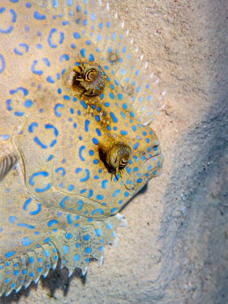 istock Closeup of Peacock Flounder 1127969890