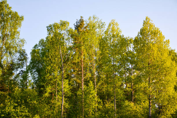 istock Green trees in the sunlight in  warm evening 1127969898