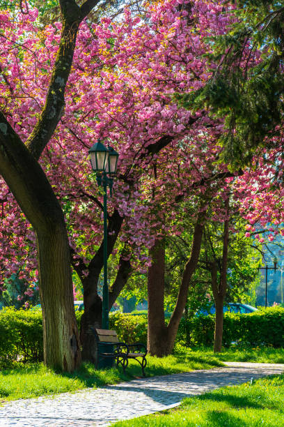 istock cherry blossom in the park 1127970032
