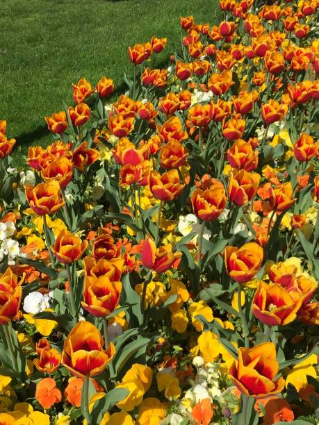 multicolored tulips in spring - 7963 imagens e fotografias de stock