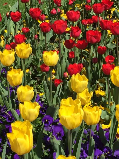 multicolored tulips in spring - 7298 imagens e fotografias de stock