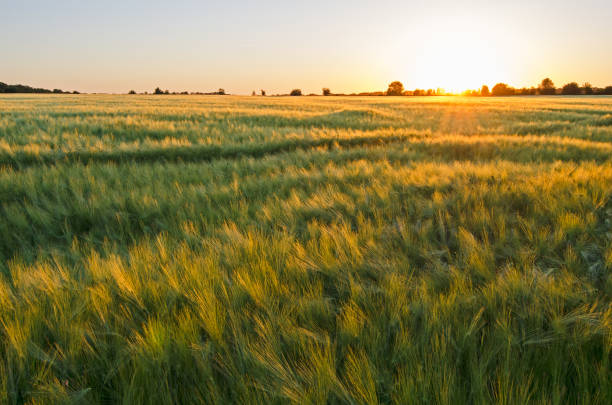 istock Sunset on the background of the field. 1127971176