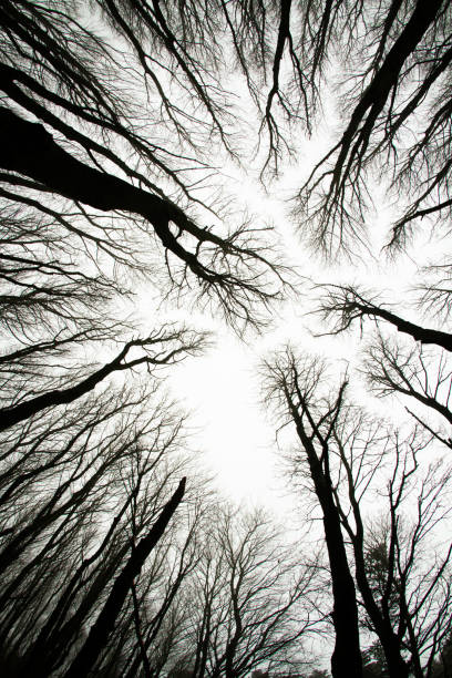 spooky bare trees - abstract autumn bare tree empty imagens e fotografias de stock