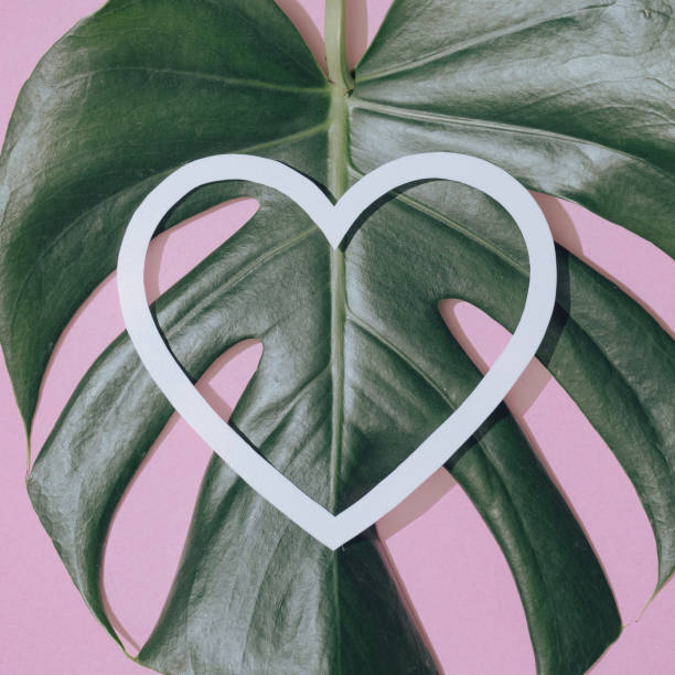 istock Monstera leaf on pastel purple background with heart shape. 1127972181