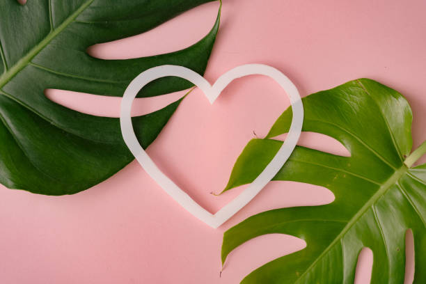 istock Monstera leaves on pastel coral background with heart shape. 1127972226