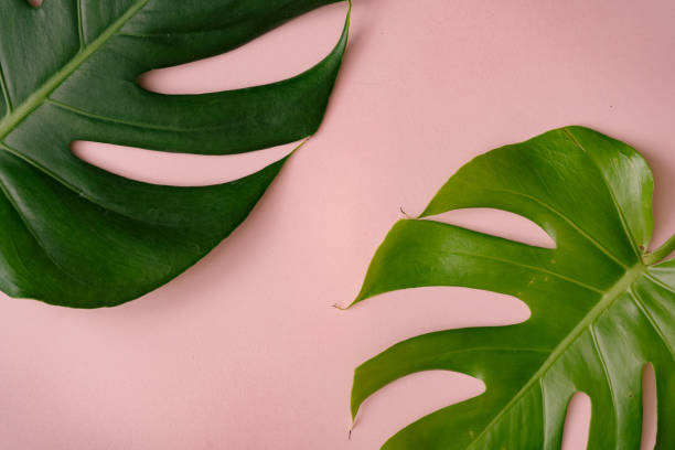 istock Monstera leaves on pastel coral background. 1127972272