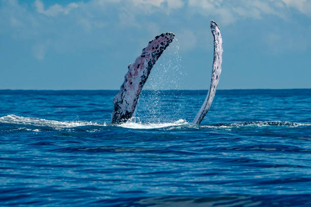 istock humpback whale slapping fin in cabo san lucas 1127974754