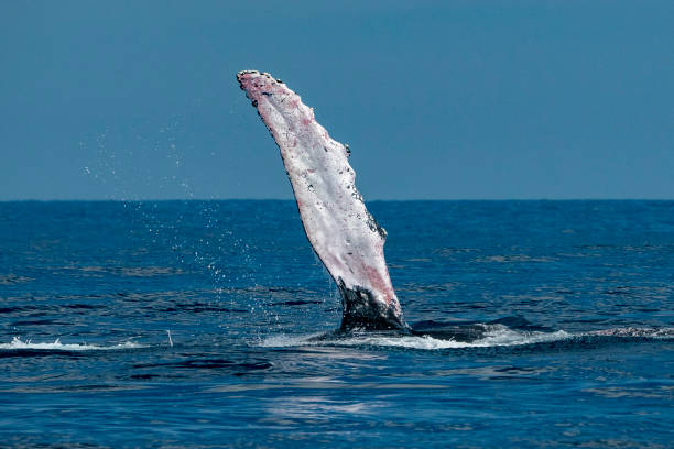 istock humpback whale slapping fin in cabo san lucas 1127974769