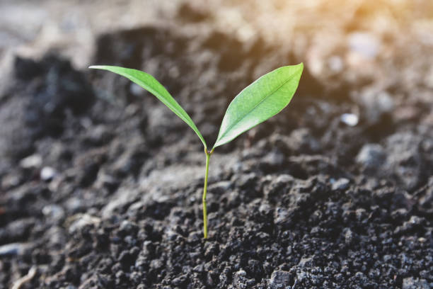 istock People are planting trees on the ground. 1127975124