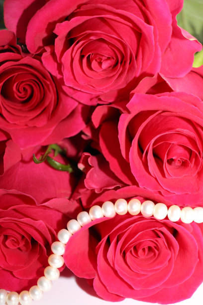 istock A bouquet of red roses on a white background. 1127978079