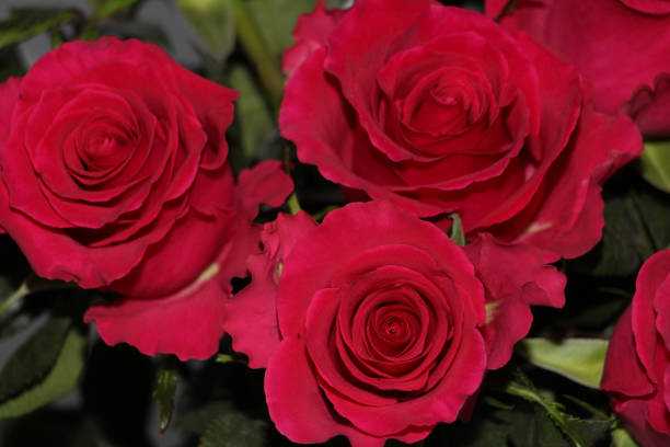 istock A bouquet of red roses on a white background. 1127978133