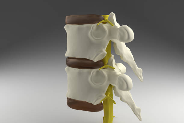 rdzeń kręgowy 3d - human spine human vertebra disk spinal zdjęcia i obrazy z banku zdjęć
