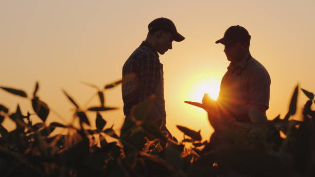 dos granjeros hablan en el campo. utilizar una tableta - maíz alimento fotos fotografías e imágenes de stock