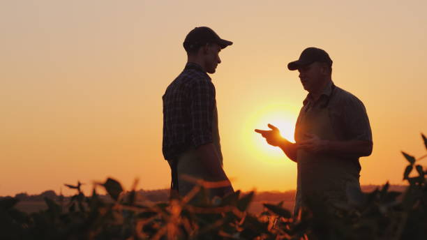 A young and elderly farmer chatting on the field at sunset stock photo