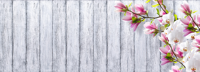 Closeup beautiful Magnolia flowers, background with copy space, full frame horizontal composition