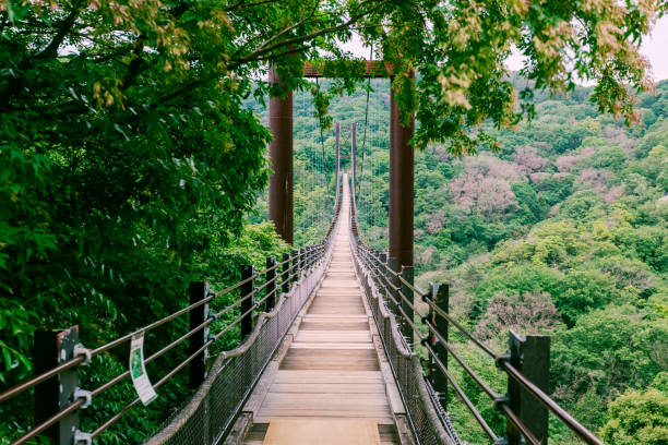 Hoshi no Buranko, Osaka Japanese woman walking through Hoshi no Buranko called also ‘’the Swing of Star’’ It is a large suspension bridge with a total length of 280 meters and a height of 50 meters.It’s a popular pace for hiking and dating. osaka prefecture stock pictures, royalty-free photos & images