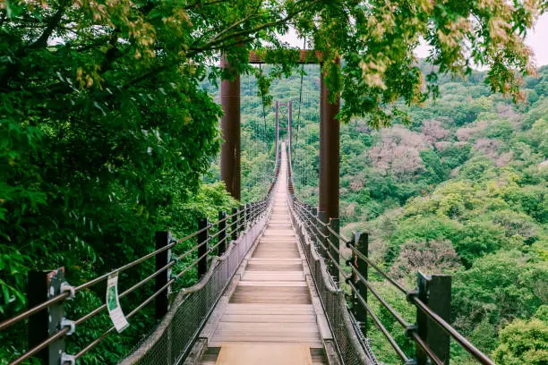 Japanese woman walking through Hoshi no Buranko called also ‘’the Swing of Star’’ It is a large suspension bridge with a total length of 280 meters and a height of 50 meters.It’s a popular pace for hiking and dating.