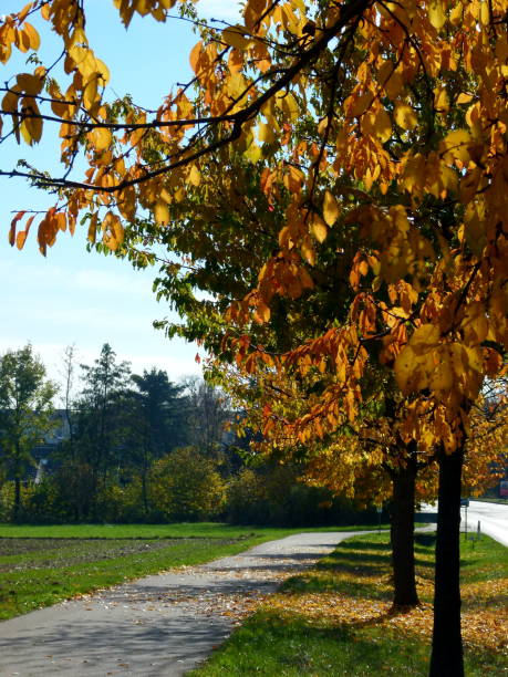 istock Trees between road and dirt road in autumn colors 1127983049