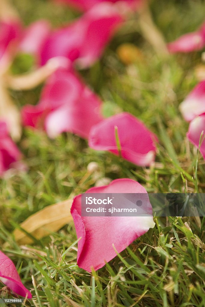 Розовые лепестки в траве на weding Церемония Проход между рядами - Стоковые фото Без людей роялти-фри