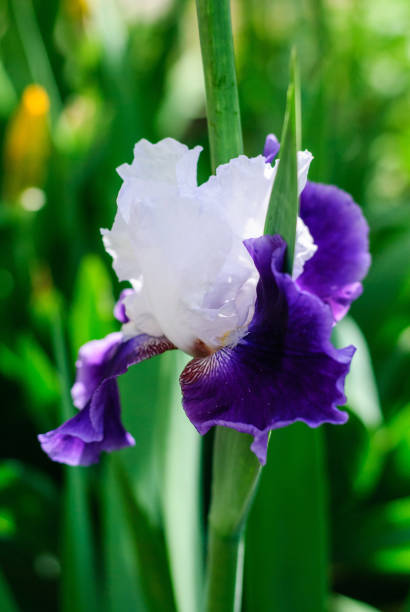 istock Bright beautiful flowers irises 1127988953