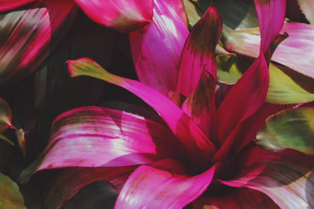 istock colorful of bromeliad and beautiful bromeliad background. 1127988998
