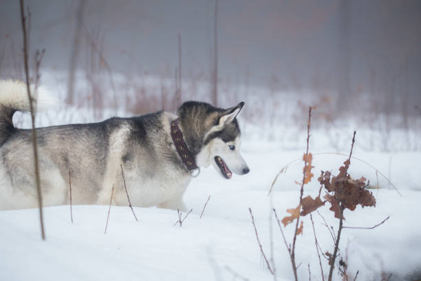 istock Siberian Husky in winter. 1127989432
