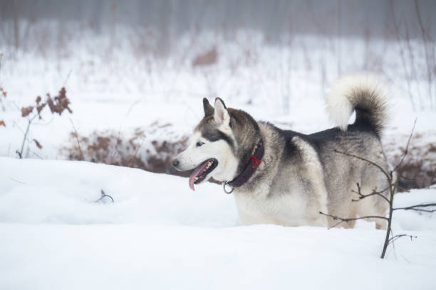 istock Siberian Husky in winter. 1127989473