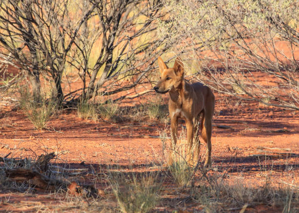 Wild dog Dingo in the wild nature Australi Travel around Australia. Savannah. The Tanami Desert. Wildlife wild dog stock pictures, royalty-free photos & images