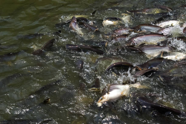 istock Fish is teeming in the water of the river 1127992202