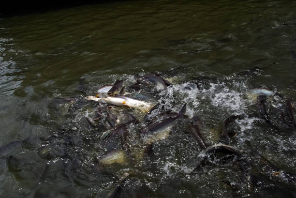 istock Fish is teeming in the water of the river 1127992204
