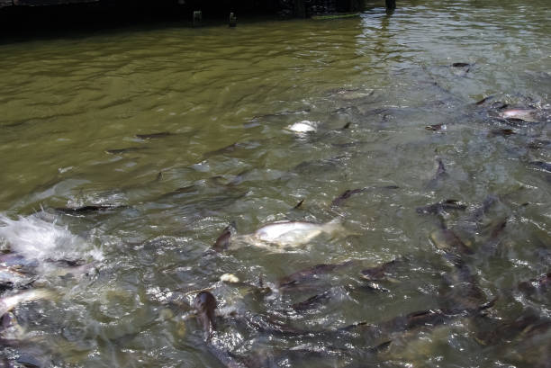 istock Fish is teeming in the water of the river 1127992211