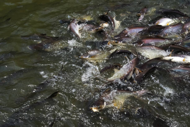 Fish is teeming in the water of the river