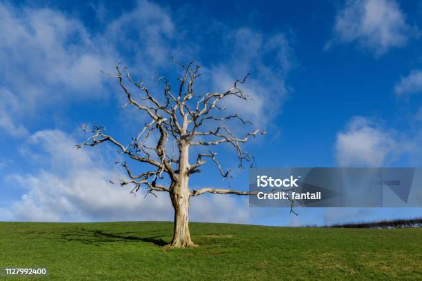 Foto de Árvore Morta Na Paisagem e mais fotos de stock de Agricultura - Agricultura, Alto - Descrição Geral, Antigo