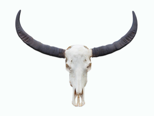 istock buffalo skull with horns on white background. 1127992427