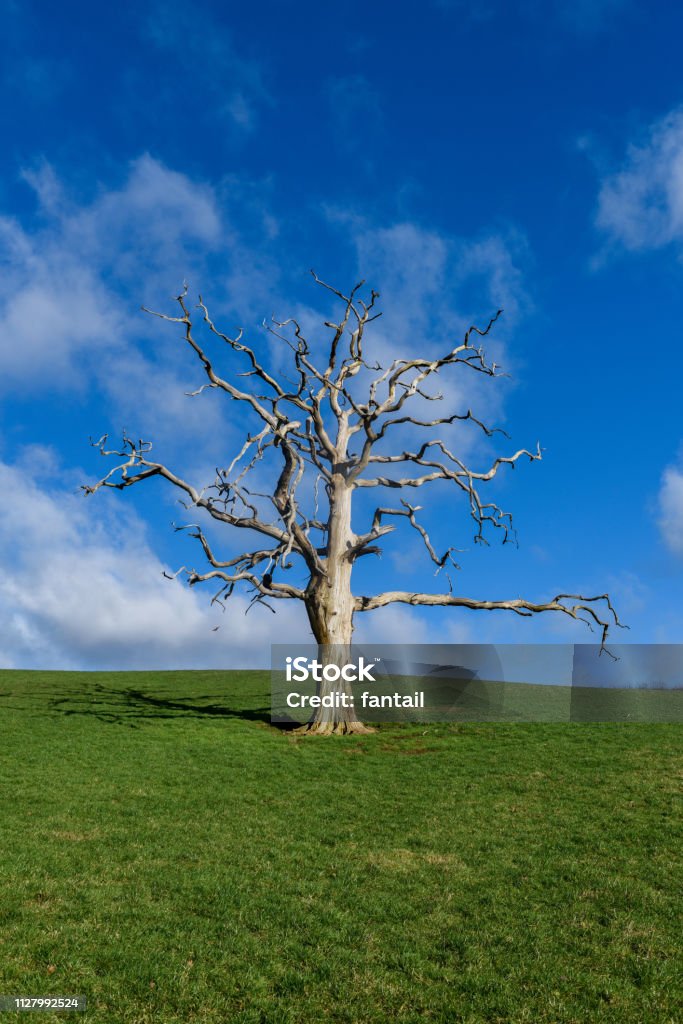 Árvore morta na paisagem. - Foto de stock de Agricultura royalty-free