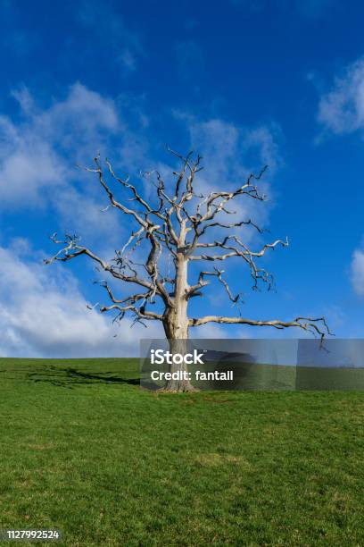 Foto de Árvore Morta Na Paisagem e mais fotos de stock de Agricultura - Agricultura, Alto - Descrição Geral, Antigo