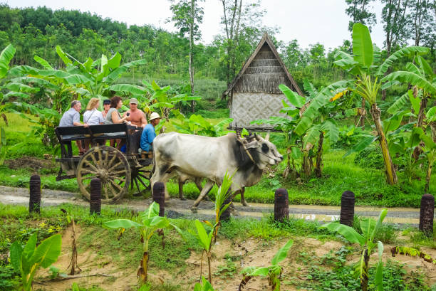 ox porta un carrello con la gente. trasporto nelle foreste della thailandia. - ox cart foto e immagini stock