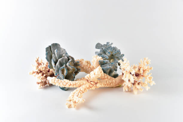 istock Corals for aquarium decoration and interior design 1127993632