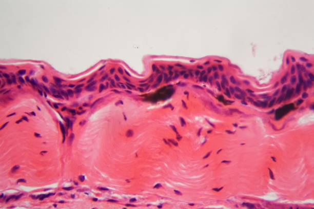 istock Amphibian skin with ulcer under a microscope 1127994147